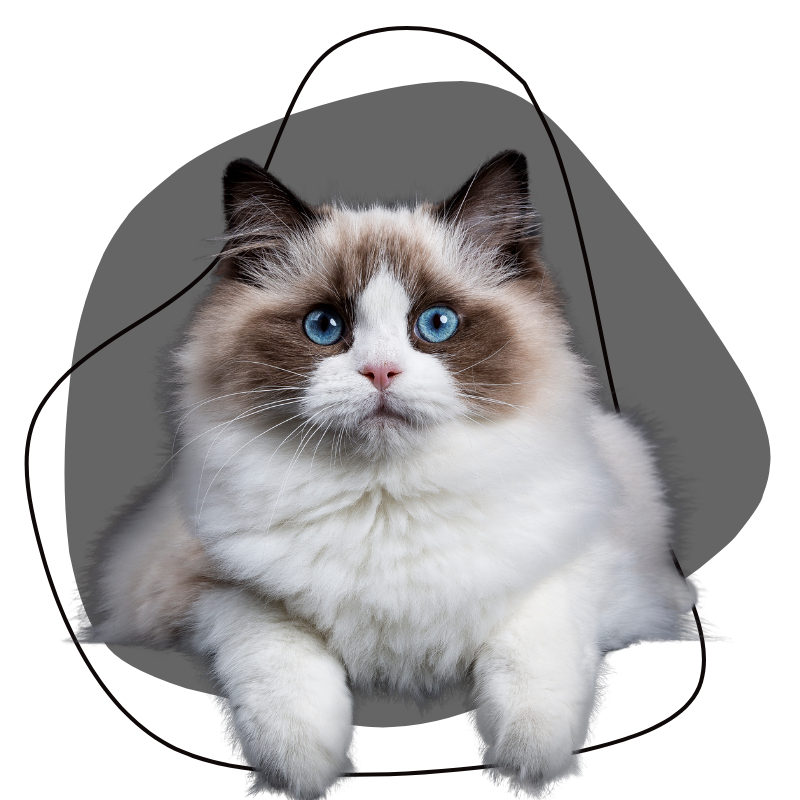 Laurel Pet Hospital - contact us Laurel Pet Hospital - contact us
