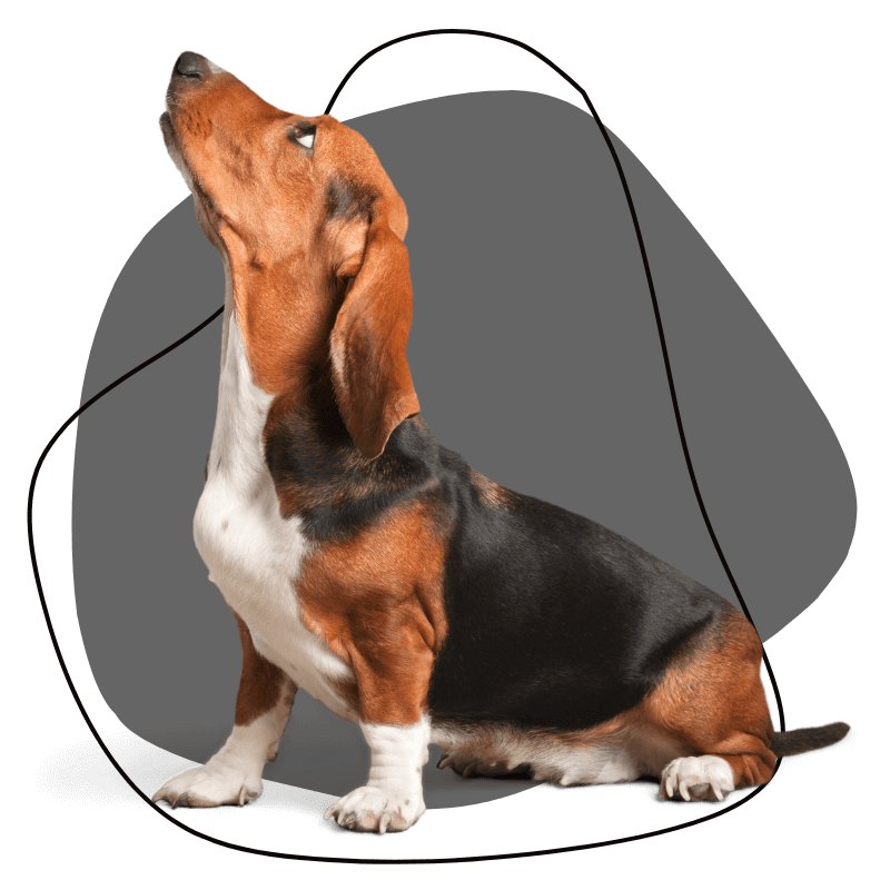 Laurel Pet Hospital - about Laurel Pet Hospital - home