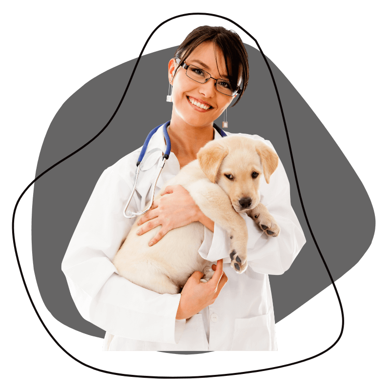 West Hollywood CA, Veterinary Jobs | Laurel Pet Hospital