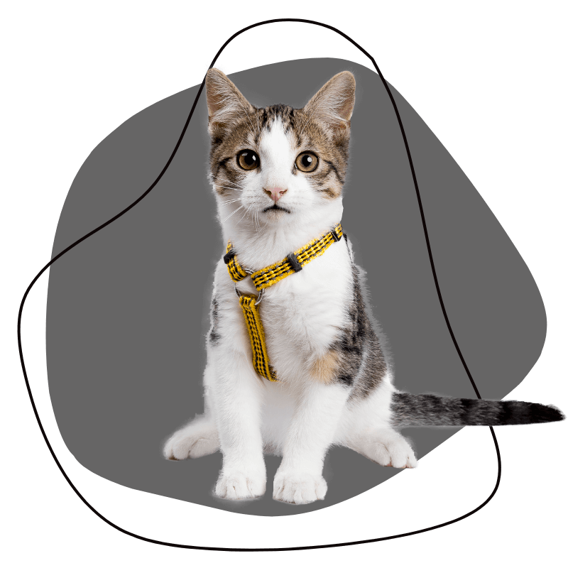 A Cat with Yellow Collar