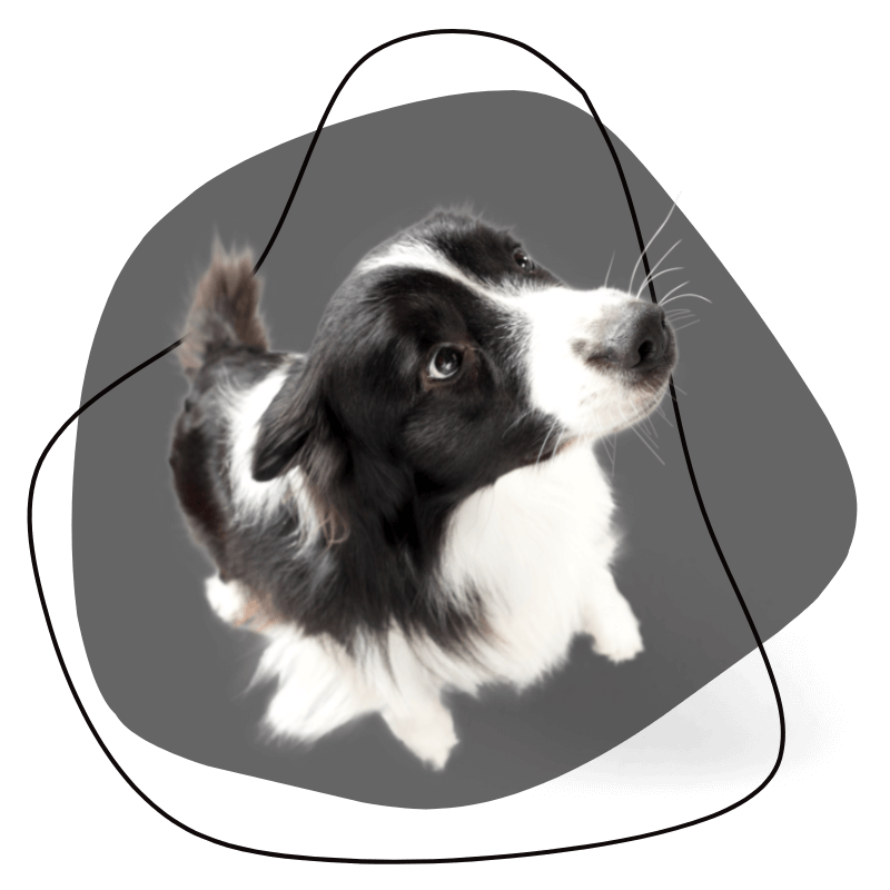 A Black and White Dog Looking up