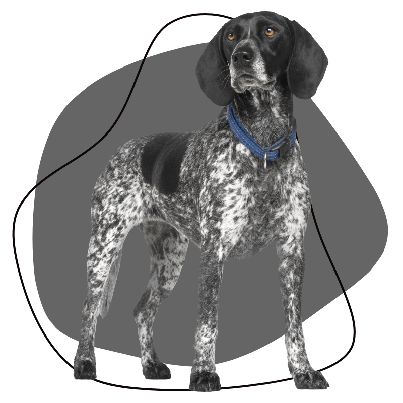 Laurel Pet Hospital - team A Black and White Dog