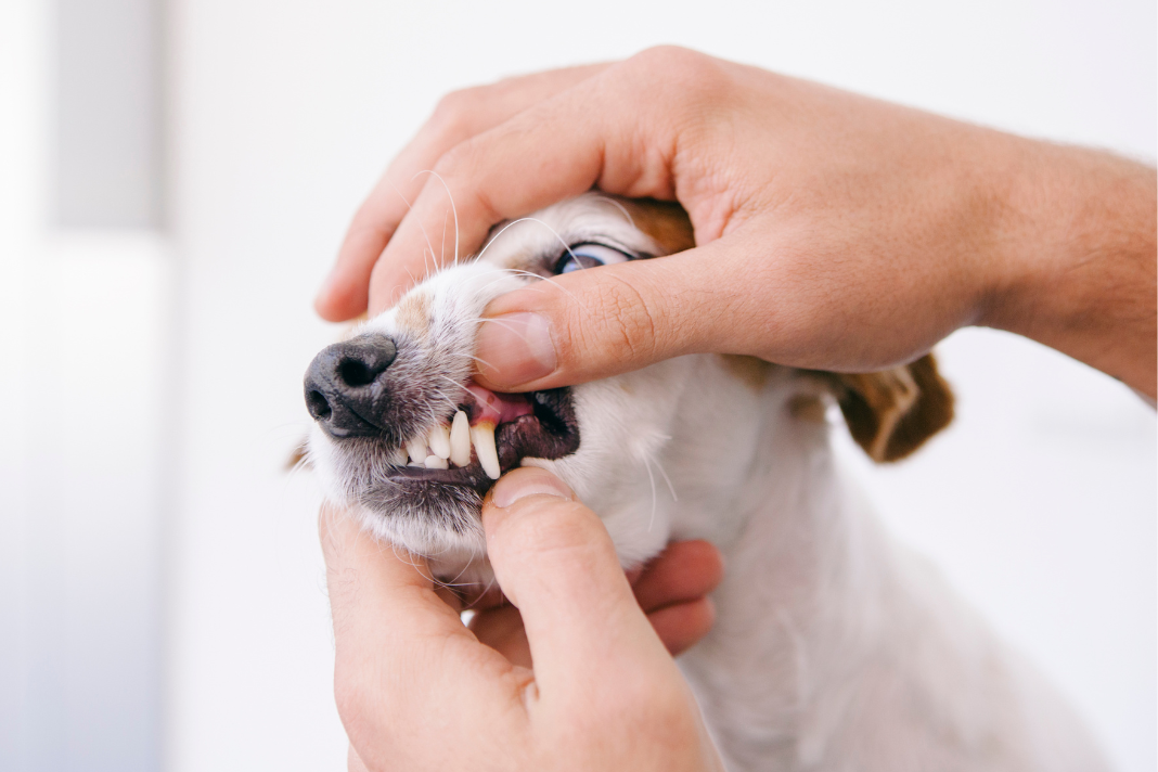 vet checking dog's teeth