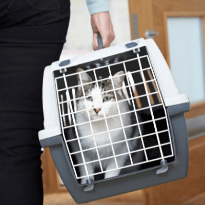 A Cat in a Carrier