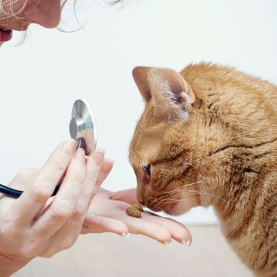 Laurel Pet Hospital - cat wellness exams