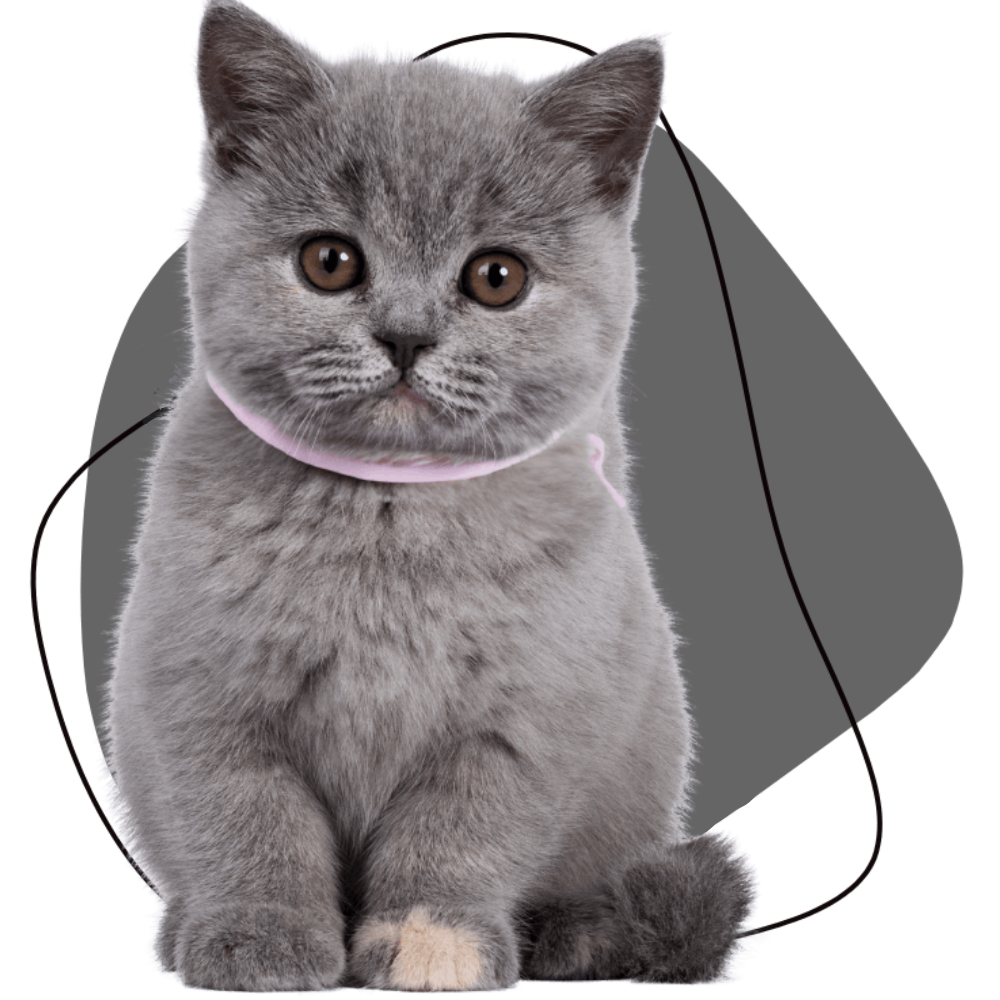 Laurel Pet Hospital - home