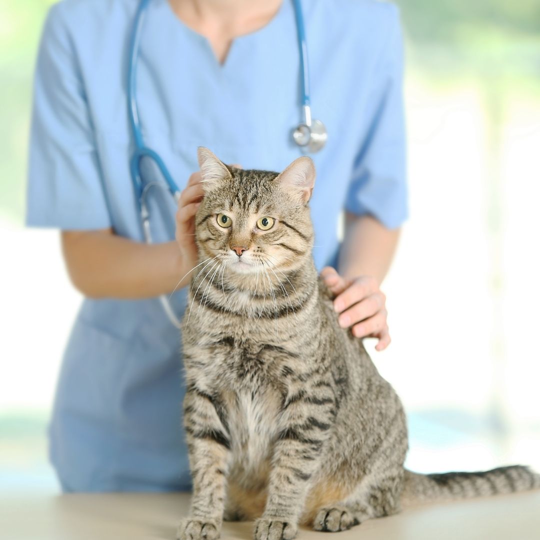 a veterinarian gently pets a cat