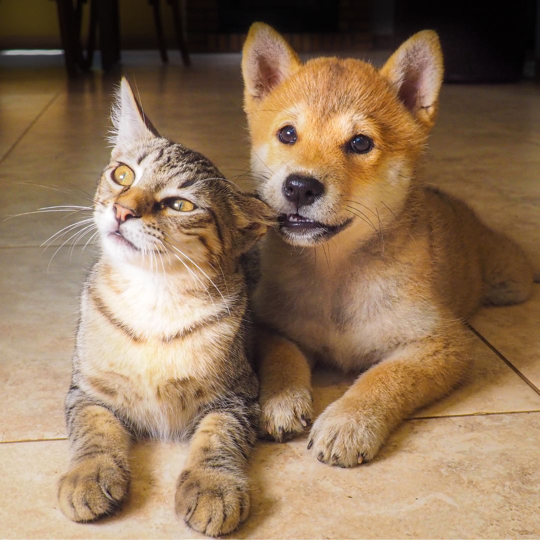Cute puppy and grey kitty
